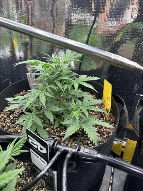 Pico Gelato Auto. Week 5