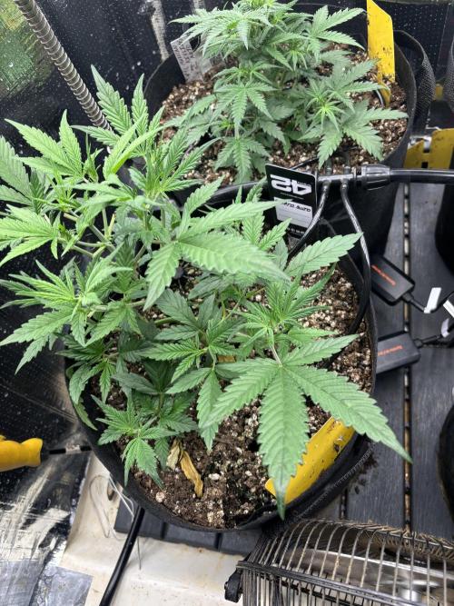 Pico Gelato Auto. Week 5