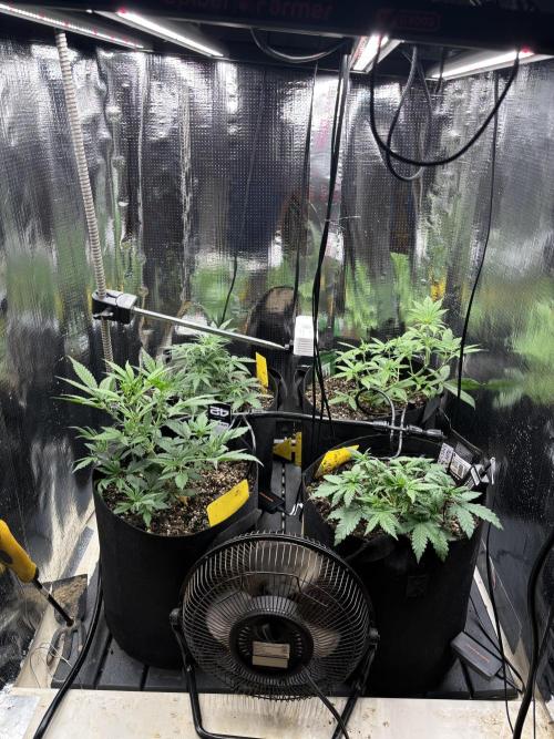 Gelato Auto. Week 5