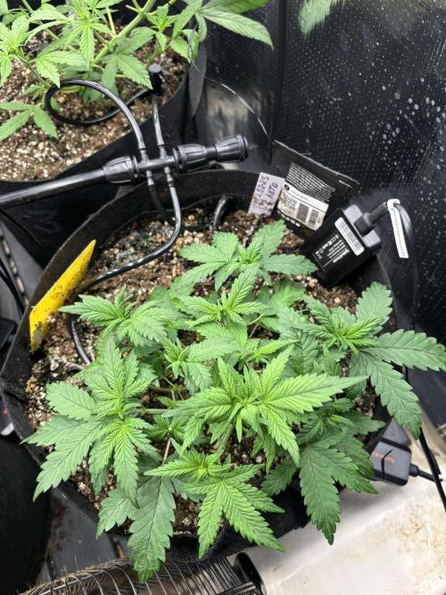 Pico LSD-25. Week 5