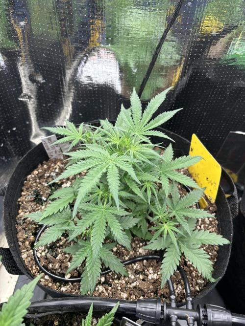 Pico Mexican Airlines Auto. Week 5