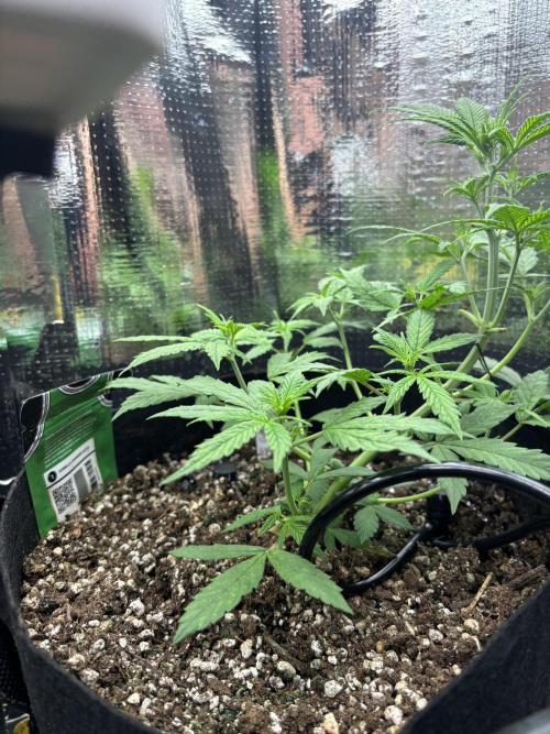 Pico Gorilla Cookies Auto. Week 5