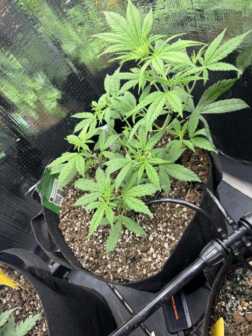 Pico Gorilla Cookies Auto. Week 5