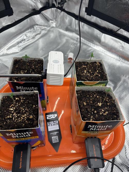Pico Fast Buds RF3 Mix. Week 0
