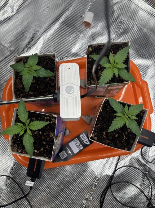 Pico Fast Buds RF3 Mix. Week 1