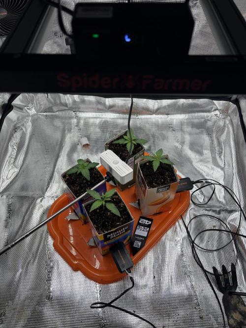 Pico Fast Buds RF3 Mix. Week 1