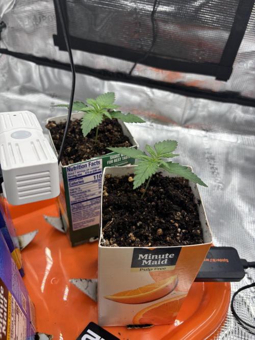Pico Fast Buds RF3 Mix. Week 1