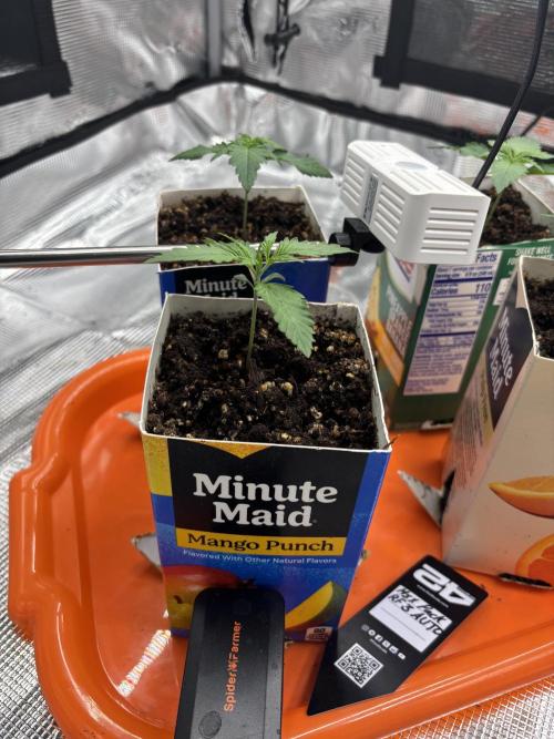 Pico Fast Buds RF3 Mix. Week 1