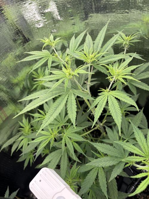Pico Gorilla Cookies Auto. Week 6