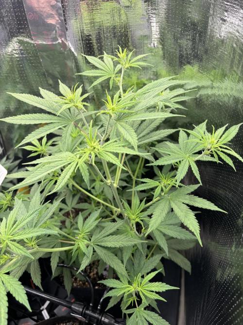 Pico Gorilla Cookies Auto. Week 6
