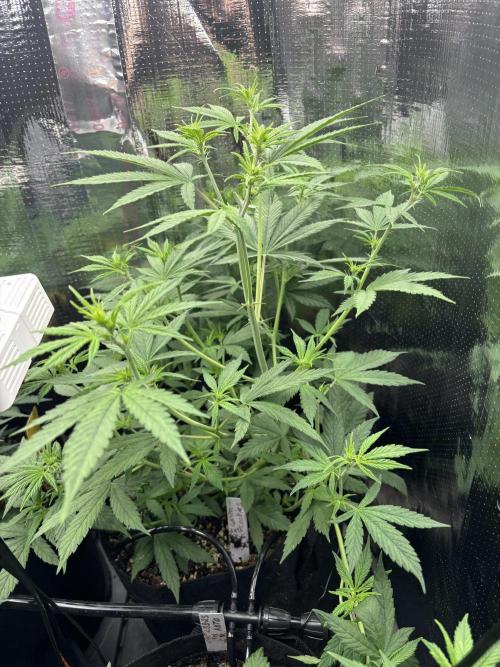 Pico Gorilla Cookies Auto. Week 6