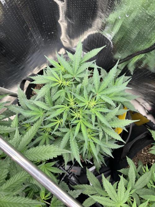 Pico Mexican Airlines Auto. Week 6