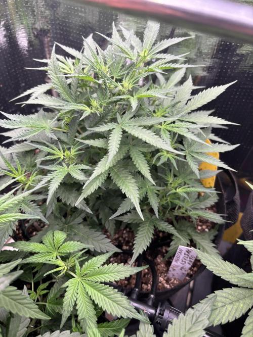Pico Mexican Airlines Auto. Week 6