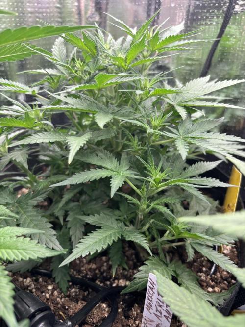 Pico Mexican Airlines Auto. Week 6