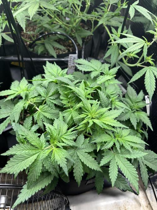 Pico LSD-25. Week 6