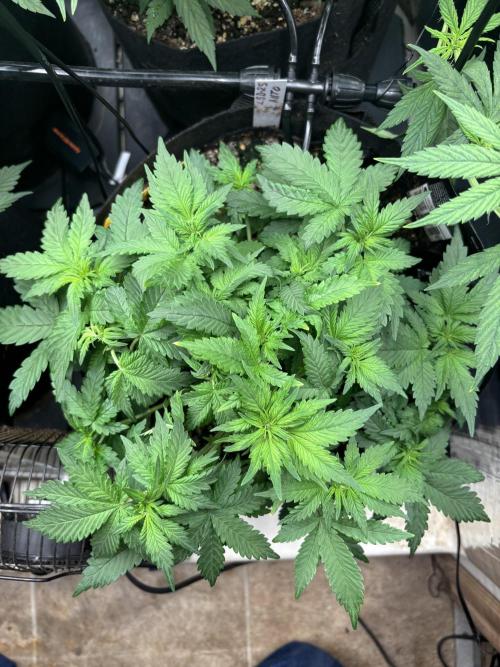Pico LSD-25. Week 6