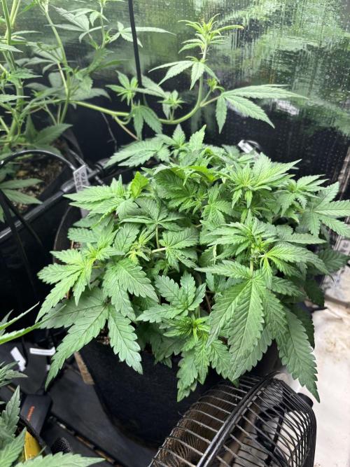Pico LSD-25. Week 6