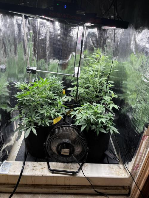 Pico Gelato Auto. Week 6