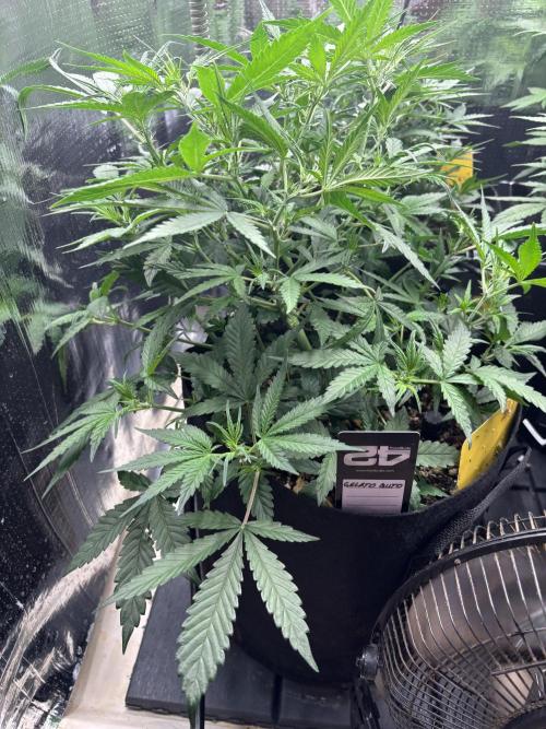 Pico Gelato Auto. Week 6