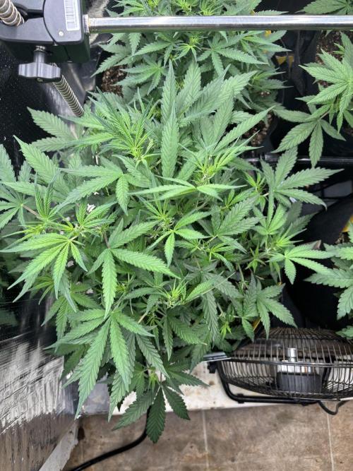 Pico Gelato Auto. Week 6