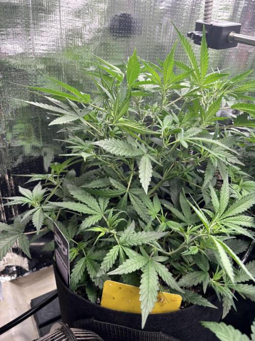 Gelato Auto. Week 6