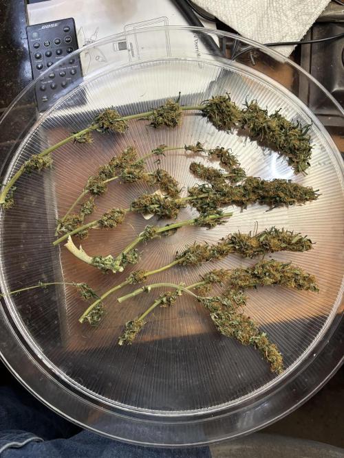 Pico2. Week 12