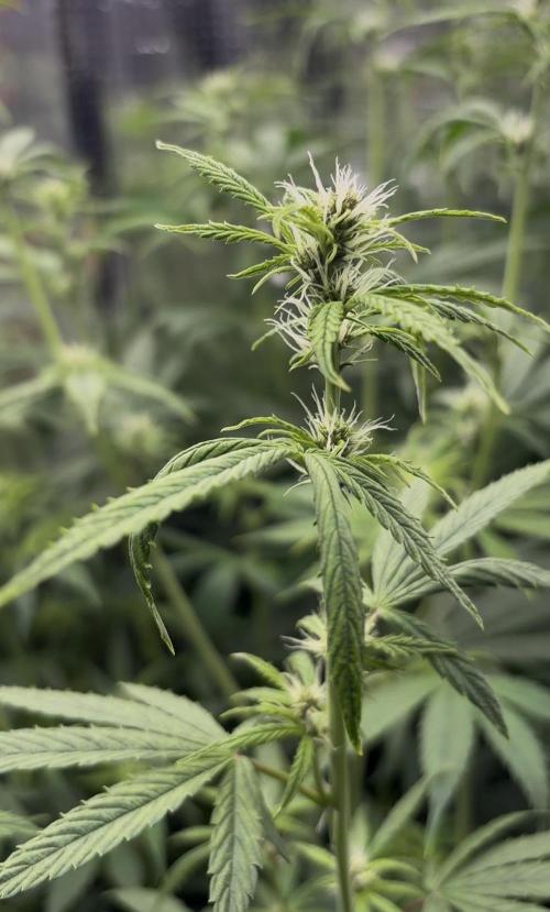 Pico Gorilla Cookies Auto. Week 7