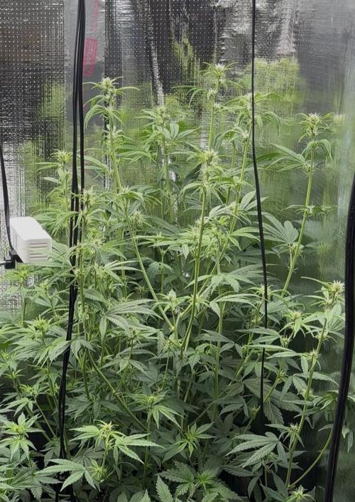 Pico Gorilla Cookies Auto. Week 7