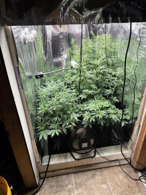 Pico Gorilla Cookies Auto. Week 7