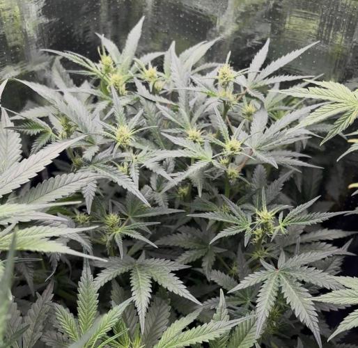 Pico Mexican Airlines Auto. Week 7