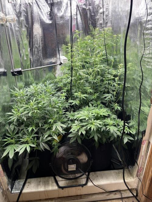 Pico Mexican Airlines Auto. Week 7