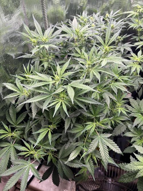 Gelato Auto. Week 7