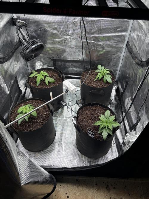 Pico Fast Buds RF3 Mix. Week 2 - Day after transplant. 