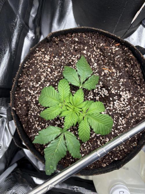 Pico Fast Buds RF3 Mix. Week 2