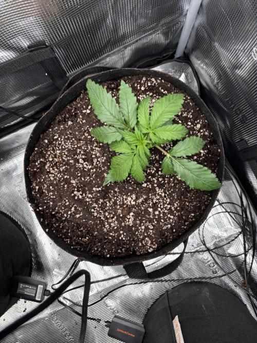 Pico Fast Buds RF3 Mix. Week 2