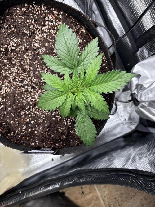 Pico Fast Buds RF3 Mix. Week 2