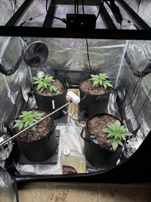 Pico Fast Buds RF3 Mix. Week 2 - Day of transplant. 