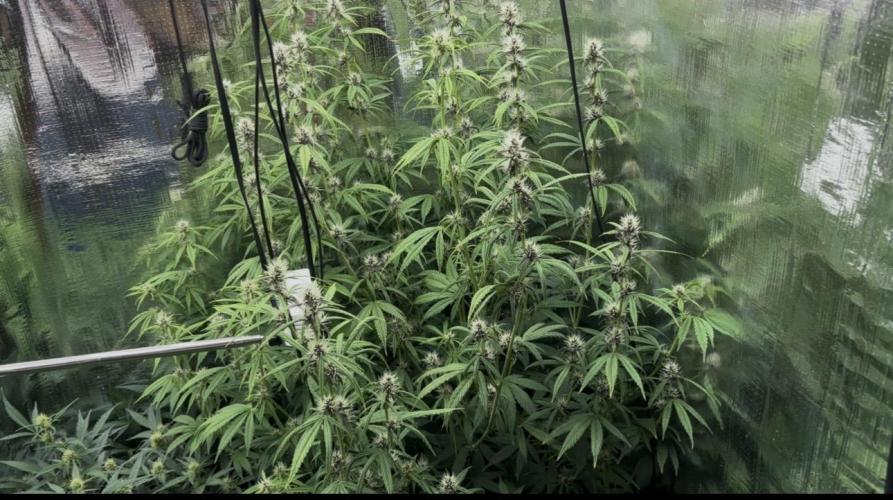 Pico LSD-25. Not Gorilla Cookies Auto. Week 8
