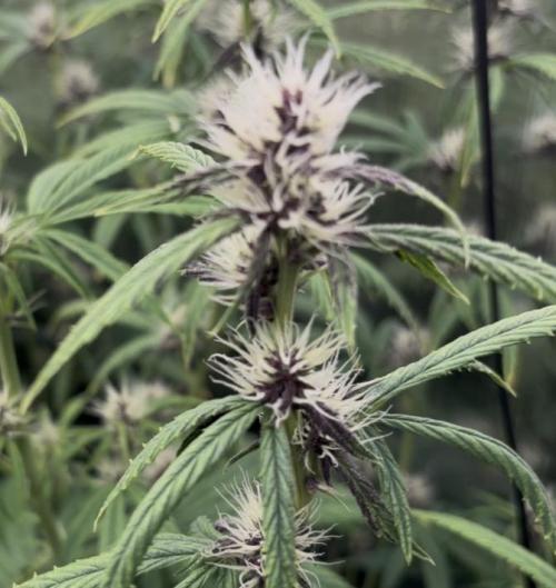 Pico LSD-25. Not Gorilla Cookies Auto. Week 8