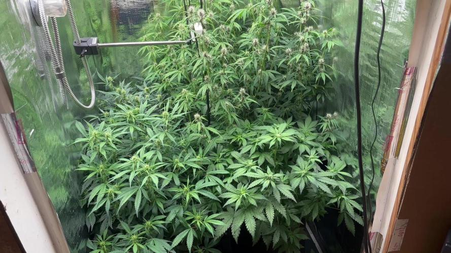 Pico LSD-25. Not Gorilla Cookies Auto