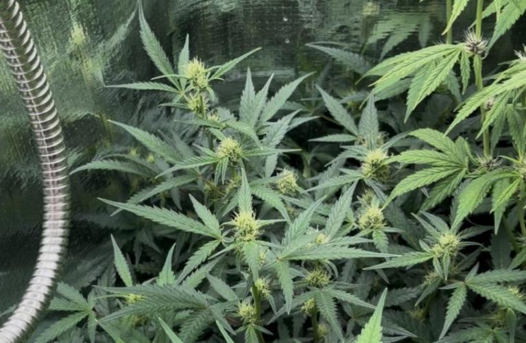 Pico Mexican Airlines Auto. Week 8