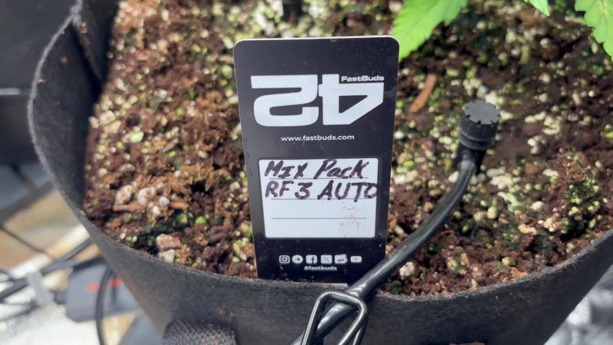 Pico Fast Buds RF3 Mix