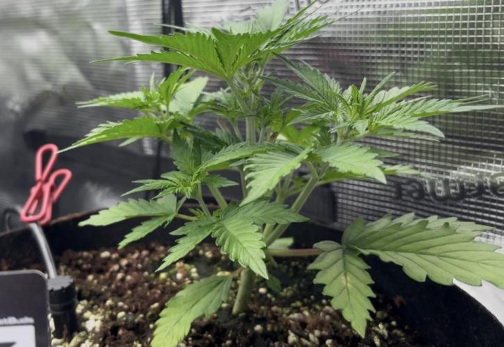 Pico Fast Buds RF3 Mix. Week 3