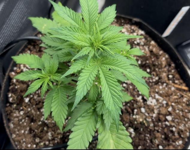 Pico Fast Buds RF3 Mix. Week 3