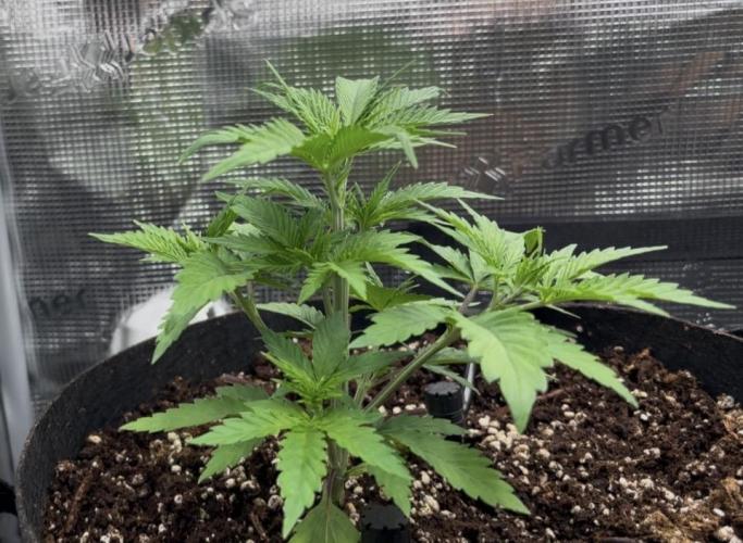 Pico Fast Buds RF3 Mix. Week 3