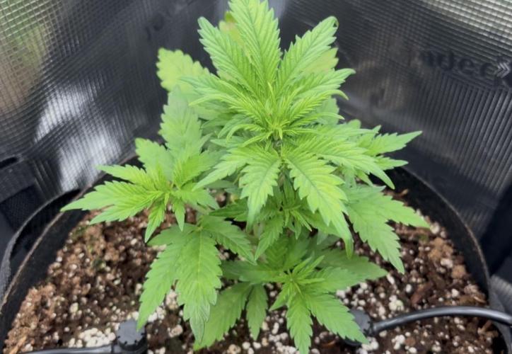 Pico Fast Buds RF3 Mix. Week 3