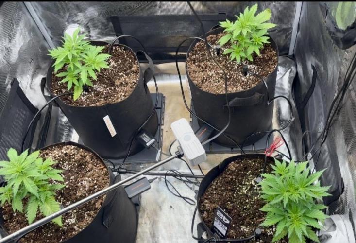 Mix Pack Auto RF3. Week 3