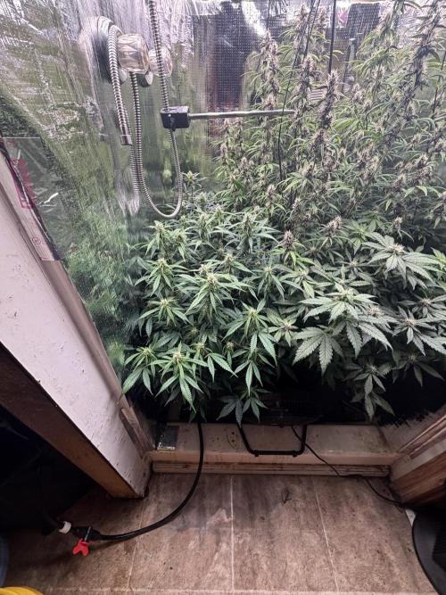 Pico Gelato Auto. Week 9