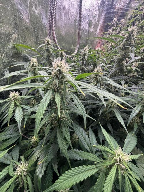 Pico Gelato Auto. Week 9