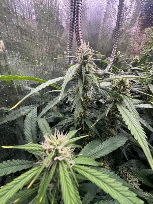Pico Gelato Auto. Week 9